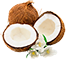 coconut